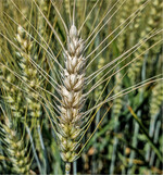 Für zahlreiche Betriebe ist Fusarium die bedeutendste Krankheit im Weizenanbau.
