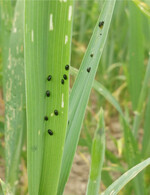 Häufig richten Getreidehähnchen nur geringen wirtschaftlichen Schaden an.