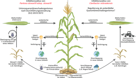 Vergleich der Infektionszyklen der Bakterien Pantoea stewartii subsp. stewartii und Clavibacter nebraskensis ausgehend vom Maissanbau in den USA. 