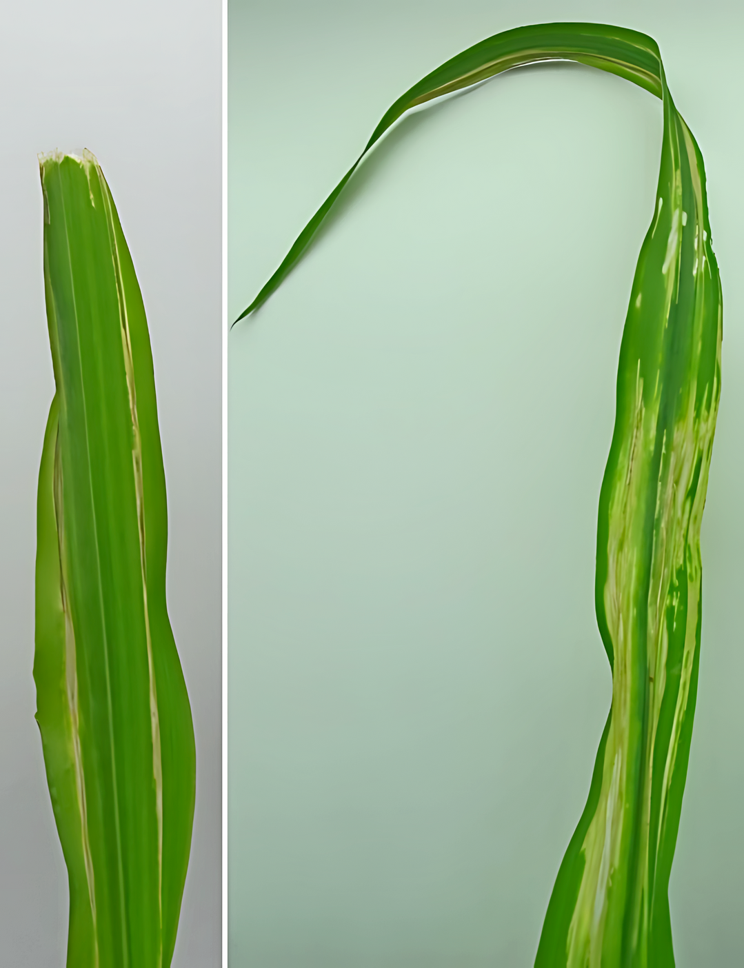 Symptome an Mais als Blattnekrosen mit begrenzter Infektion in Form von Streifen (links) und fortgeschrittener Infektion (rechts) nach k�nstlichen Inokulationen mit Pantoea stewartii subsp. stewartii in Quarant�nestation. 