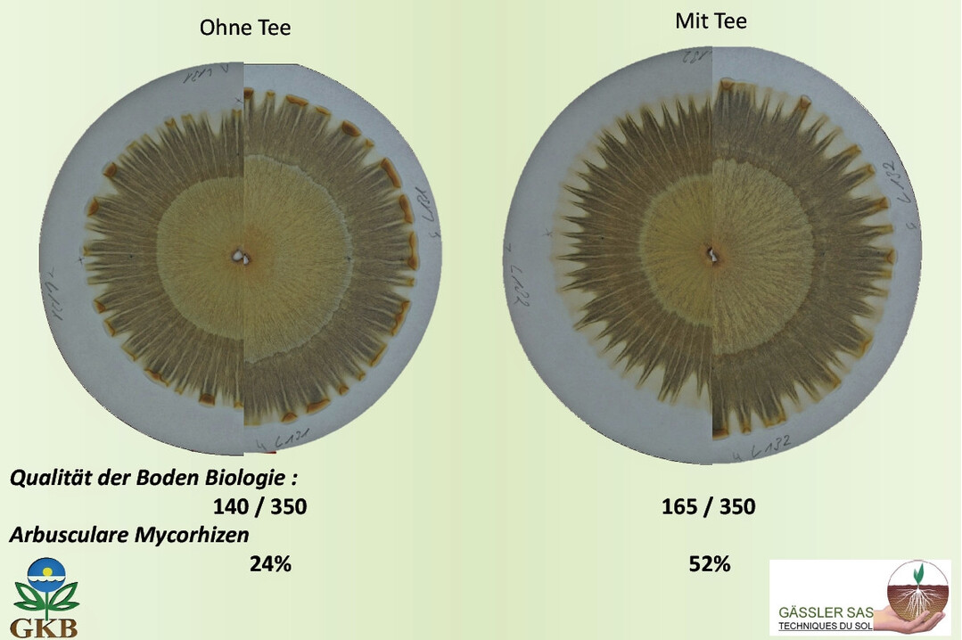 Betrieb G�ssler: Versuch ohne (l.) und mit (r.) Kompost-Tee in der Saatreihe von Mais, ausges�t am 08.04.2025, Probenahme am 05.11.2025.