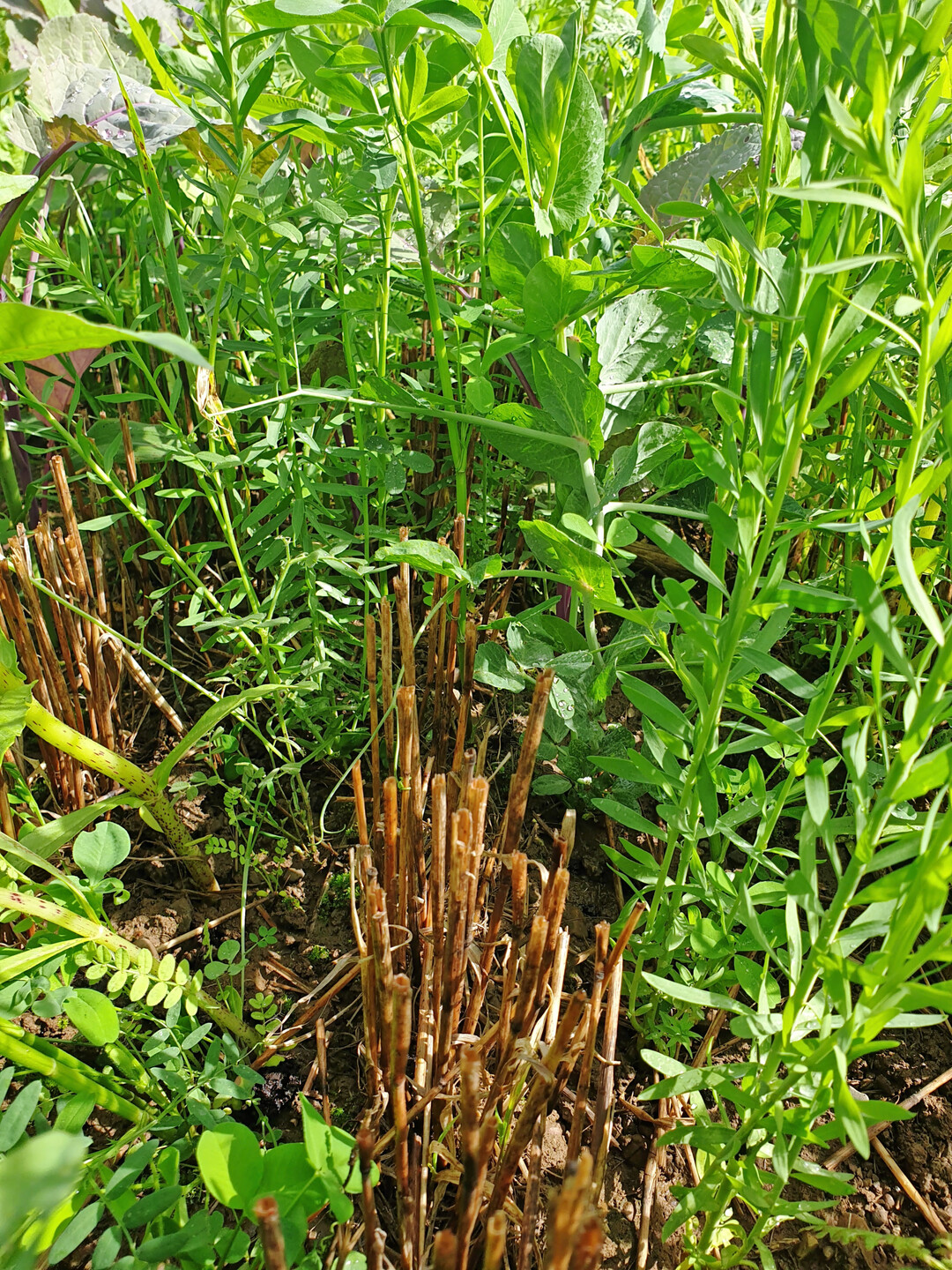 �Conservation Agriculture� auf dem Hof Magg: Direktsaat erfolgt im kompletten Betrieb seit dem Jahr 2023.