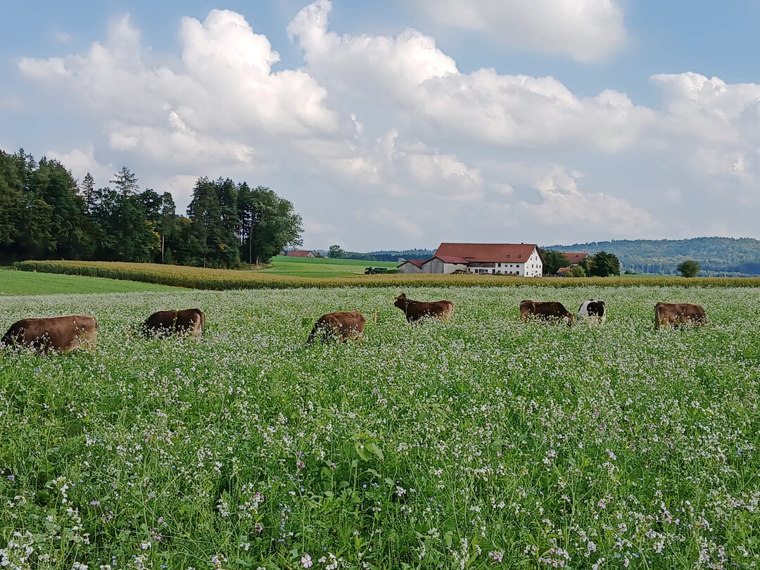 Auf dem Betrieb Magg, Sontheim (Unterallg�u), wurden im Jahr 2025 das erste Mal Milchk�he in die Zwischenfrucht integriert.