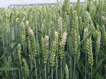 Fusarium