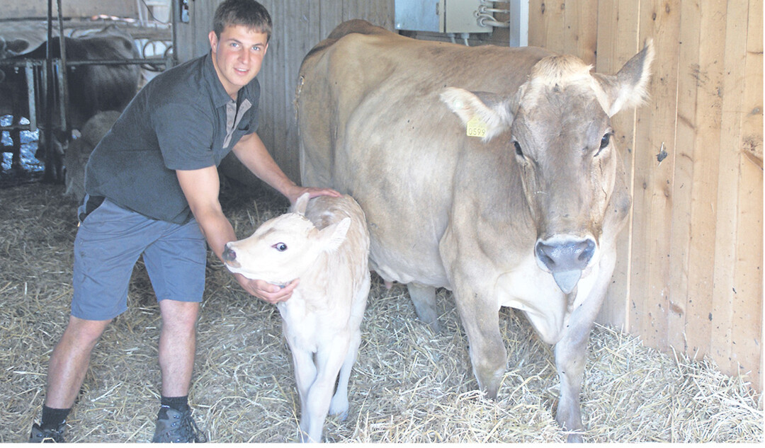 Landwirt Thomas Wäspe mit Kalb und Kuh in einer separaten Abkalbebucht. Das Kalb darf noch an der Mutter saugen, wird aber am ersten Tag von ihr getrennt.
