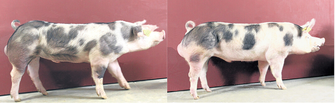 Die Pietraineber Wadro (l.) und Vustil (r.) sind die Eber des Monats Juni. Der Grund: Sie verfügen über eine herausragende Leistungsveranlagung beim Muskelfleischanteil und Fleischanteil im Bauch. Mit Teilzuchtwerten von plus 1,25 Prozent Magerfleischanteil (MFA) bei Vustil beziehungsweise plus 1,56 Prozent MFA bei Wadro können sie das laut Schweinezuchtverband (SZV) anerkannt hohe Leistungsniveau in der German Pietrain-Population noch einmal toppen. Die Eber punkten zudem mit positiven Zuchtwerten für Zunahme und Futteraufwand.l