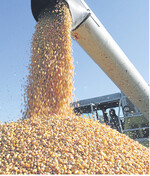 Aus der kommenden Ernte soll es insgesamt genug Getreide für den Bedarf der Mischfutterherstellung geben.