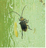 Maiswurzelbohrer (MWB) auf einer Leimtafel.