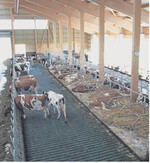 Die Südostseite des Stalles ist offen. Durch First und Lichtbänder an den schmalen Seiten gelangt zusätzlich Licht in den Stall.