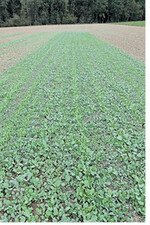 Unbehandelte Kontrolle von Ausfallraps im Herbst 2015, Beobachtungen jeweils nach 20 Tagen.