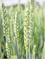 Der Weizen blüht. In dieser Zeit erfolgt die Fusariuminfektion.