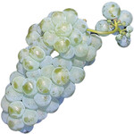 In zu kompakten Trauben können die Beeren platzen und allerlei Schaderreger anziehen.