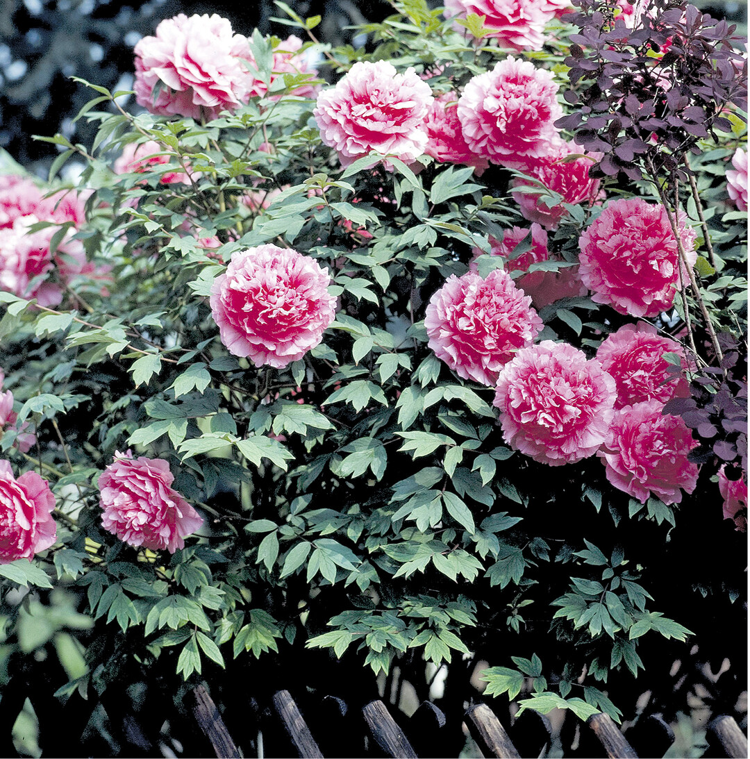 Die Strauch- oder Baumpfingstrose kann bis zu fünf Meter hoch werden. Sie stammt ursprünglich aus China. Bei der Strauchpfingstrose (Paeonia suffruticosa) verholzt die Sproßachse mit zunehmendem Alter. Sie ist sehr langlebig und kann bis zu 60 Jahren überdauern.