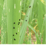 Getreidehähnchen sorgen für linienförmigen Fraß auf dem Fahnenblatt.