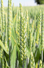 Der optimale Behandlungstermin ist, wenn die ersten Staubbeutel in der Mitte der Ähre vorhanden sind.