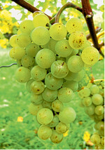 Gesunde Beeren und lockere Traubenstruktur bei Weißburgunder, der mit Gibb 3 behandelt wurde.