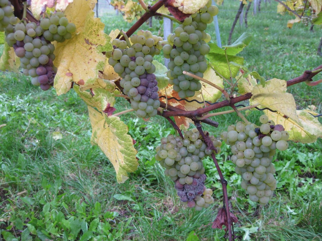 Eine zu kompakte Traubenstuktur führt zum Abdrücken der Beerchen. In der Folge bilden sich Botrytisnester.