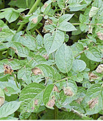 Beginnende Krautfäule in einem Kartoffelbestand.