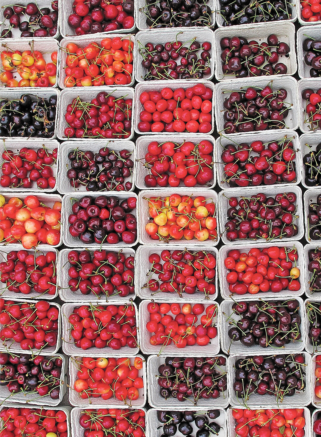 Das Sortiment an alten Kirschsorten ist nahezu unüberschaubar.