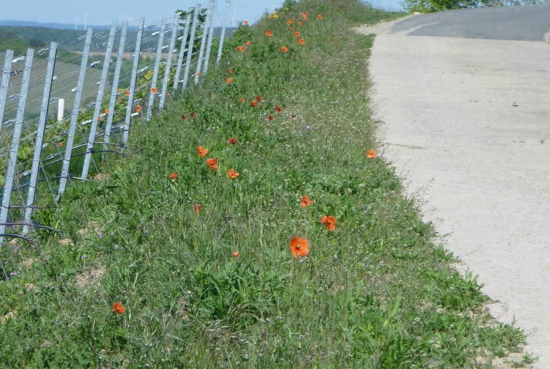 Bewuchsstreifen mit hoher Artenvielfalt zwischen Straße und Weinberg.