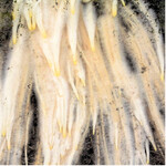 Gut 11.000 Kilometer Wurzelhaare helfen Roggenpflanzen, Wasser und Nährstoffe auch noch unter trockeneren Bedingungen aufzunehmen.