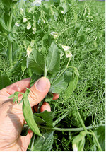 Für den Anbau von Futtererbsen sprechen sowohl der Fruchtfolgewert als auch ihr Futterwert. Zudem kann sie mit hofeigener Technik angebaut und ohne thermische Aufbereitung verfüttert werden.