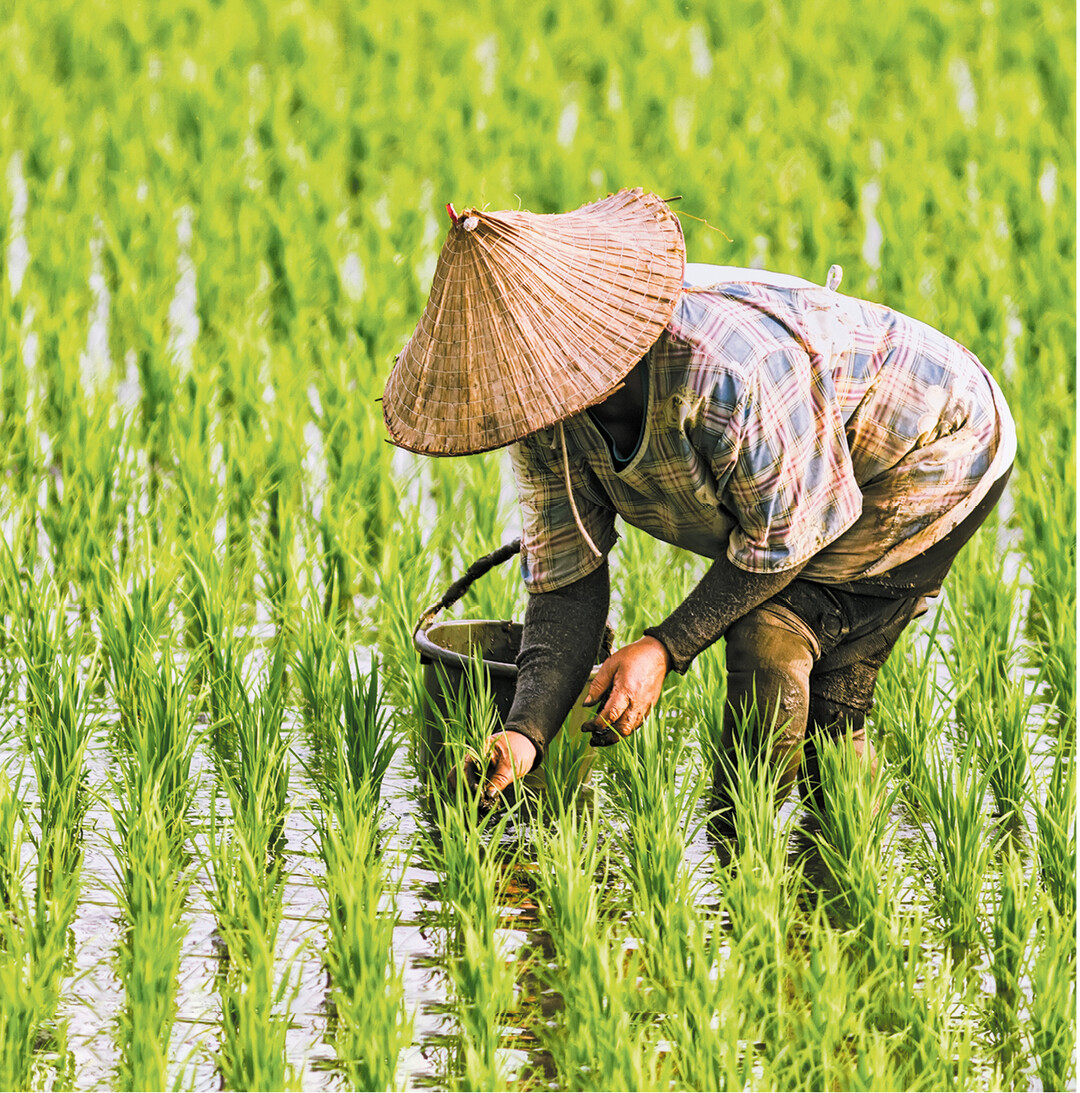 Nahezu zwei Drittel der Menschheit ernährt sich hauptsächlich von Reis. 90 Prozent des Anbaus erfolgt in asiatischen Ländern. Weltweit stammt der größte Teil des Reises aus Nassanbau. In Europa, besonders in Italien, wird der Reis teils in trockene Felder gesät. Reiskörner enthalten wichtige Eiweiße und B-Vitamine. Die komplexen Kohlenhydrate machen lange satt. Wegen des geringen Natriumgehaltes eignet sich Reis zur Entwässerung des Körpers. Mehr zu Reissorten und ihrer Verwendung lesen Sie auf den folgenden Seiten.