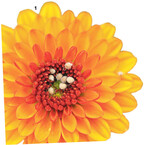 Blattlausmumien wie diese sind ein sicherer Hinweis auf Parasitäre Blattlausschlupfwespen.