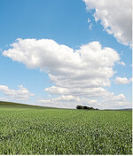 Fast überall ist es zu trocken. Der Regen im Juni bestimmt die Getreidepreise mit.