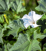 Wird er verfüttert, können die hochgiftigen Alkaloide des Gemeinen Stechapfels zu schweren Vergiftungen bis hin zum Tode führen.