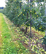 Mit der Handausdünnung lässt sich die Fruchtgröße beeinflussen.