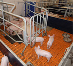 Bewegungsbuchten bieten Sauen mehr Platz. Als Folge davon legen sich die Tiere häufiger ausgestreckt auf die Seite.