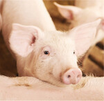 Beschäftigung bietet das Futter von ForFarmers.