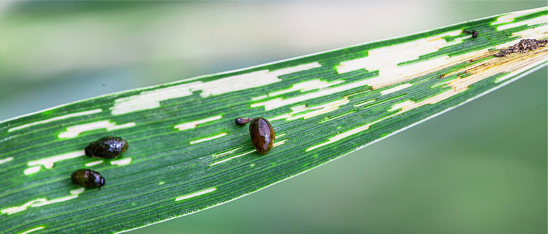 Die Larven des Getreidehähnchens fallen durch ihren streifenförmigen Fraß auf den Blättern schnell ins Auge. Aber nur in seltenen Fällen richten die Insekten einen wirtschaftlich bedeutenden Schaden an auch weil die Schädlinge so viele natürliche Feinde haben.