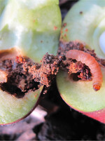 Eine Made im Apfel, hinterlassen vom Apfelwickler: Solche Früchte lassen sich nicht als Tafelware vermarkten.