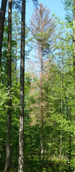 Eine dürr werdende Fichte, in der der Buchdrucker überwintert hat und jetzt im Frühjahr ausgeflogen ist. Findet man eine solche Fichte, sollten die Fichten in der Umgebung regelmäßig auf frischen Befall kontrolliert werden.