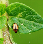 Der Kartoffelerdfloh verursacht im Garten meist keine ernsthaften Schäden.
