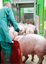 Die Transformation der Tierhaltung mit ihren Folgekosten trifft die gesamte Produktionskette: Tierhalter, Viehhandel, Transporteure und Schlachtbetriebe.