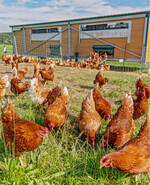 In autark betriebenen Mobilställen steht das Tränkwasser oft mehrere Tage im Vorratstank. Gerade in Hitzeperioden kann das zum Problem werden. Dann sollte der Tank täglich neu befüllt werden.