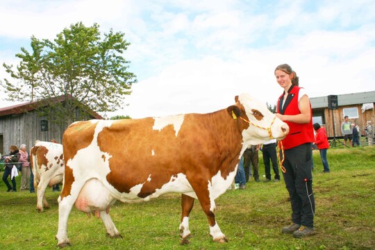 Fundamentsiegerin: Mit 10 Abkalbungen wurde diese Igeltochter Lioba Fundamentsiegerin in Raitenbuch. Das ist gezeigte Langlebigkeit. Sie gehrt der Brugger-Schfer GbR in Lenzkirch-Saig und wurde von Anna Schfer prsentiert.