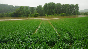 Hochwasser an der Tauber: Land unter war die Folge auf so mancher angrenzenden Ackerfläche. Bevor die Flächen abgetrocknet sind, ist an eine Befahrbarkeit nicht zu denken.