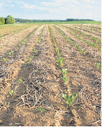 Strip Till hat sich beim Rübenanbau bewährt.