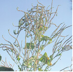 Samenträger von Schosserrüben nach der Blüte. Spätestens in diesem Zustand sollten sie schleunigst vom Feld entfernt werden.