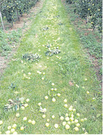 Die ausgedünnten Äpfel sollten in die Fahrgasse geworfen werden, um andere Früchte nicht zu beschädigen.