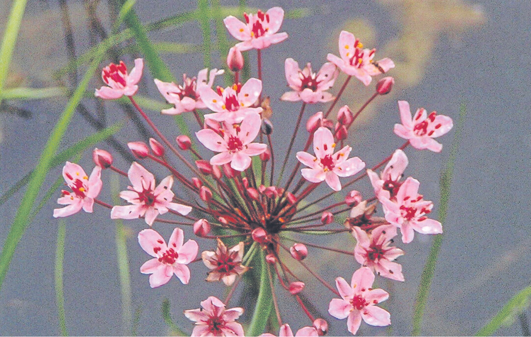 Die Schwanenblume wächst in Uferröhrichten stehender bis langsam fließender Gewässer. Die Ausbreitung erfolgt durch das Wasser, das entweder die Samen oder die Brutknospen zu neuen Ufern trägt. Dort wurzeln sie im Schlamm. Das Rhizom der Schwanenblume enthält bis zu 60 Prozent Stärke und ist essbar. Früher wurden Wurzelstock und Samen als Heilmittel verwendet. Innerlich eingenommen sollen sie gegen Wassersucht helfen. Äußerlich angewendet galt die Schwanenblume als auflösendes, kühlendes und erweichendes Mittel.