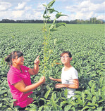 Sojabohnenanbau in China. Der Bedarf im Reich der Mitte überschreitet die eigene Erzeugung jedoch bei Weitem. Die Importmenge ist so groß, dass sie die Weltmarktpreise beeinflusst.