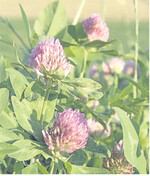 Schön, aber selten: Rotklee-Saatgut ist in Deutschland meistens Bioware.