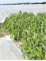 Die Anbaufläche von Zuckermais wächst. Für die frühe Ernte müssen die Pflanzen vor Kälte geschätzt werden.