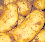 Frühkartoffeln: schöne Ware aus Baden-Württemberg.