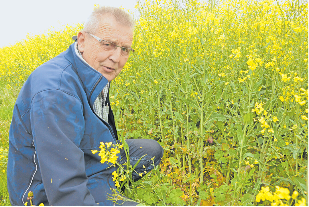 Karl-Heinz Pfeffer zeigt, wie sich der einzelkorngesäte Raps im Frühling entwickelt hat. Man sieht deutlich die dickeren Stängel und den regelmäßigen Abstand der Pflanzen.